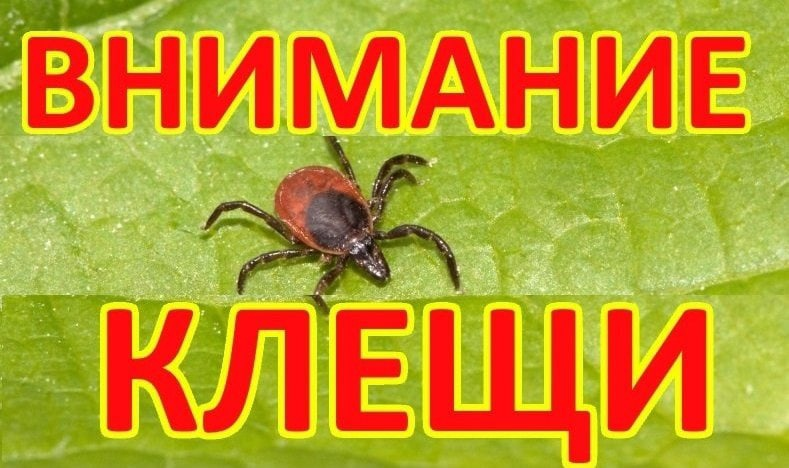 Внимание клещи картинка
